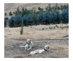 Anatolian sheperd puppies - 5