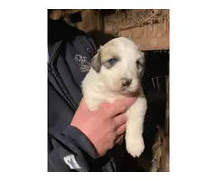 Great Pyrenees puppies - 2