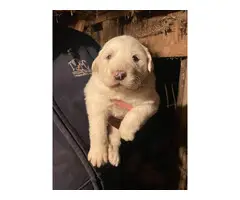 Great Pyrenees puppies - 3
