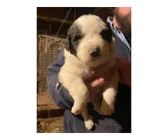 Great Pyrenees puppies - 4