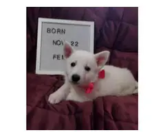 Beautiful white German shepherd puppies in need of a loving home - 3