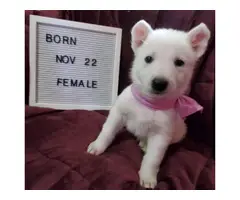 Beautiful white German shepherd puppies in need of a loving home - 5