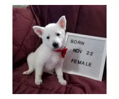 Beautiful white German shepherd puppies in need of a loving home - 6