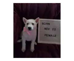Beautiful white German shepherd puppies in need of a loving home - 10