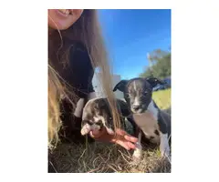 2 black and white female pitbull puppies for sale - 4