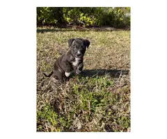 2 black and white female pitbull puppies for sale - 7