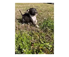 2 black and white female pitbull puppies for sale - 8