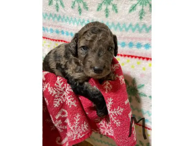 Male and female F1B Aussiedoodle puppies - 3/4