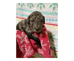 Male and female F1B Aussiedoodle puppies - 3