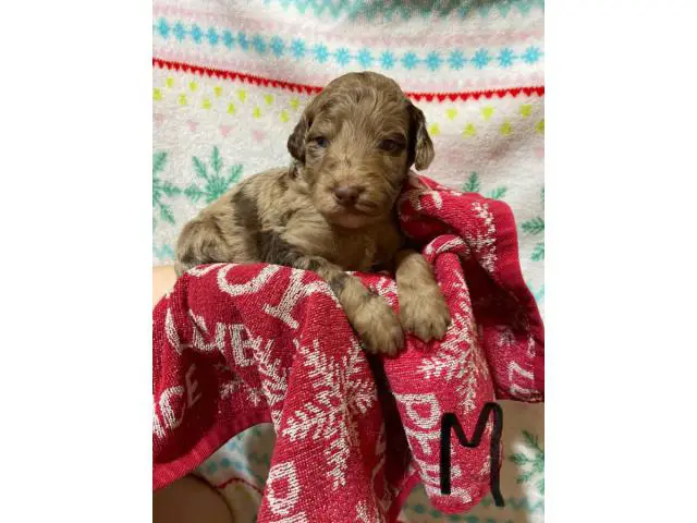 Male and female F1B Aussiedoodle puppies - 4/4