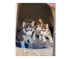 7 Husky Malamute puppies for adoption