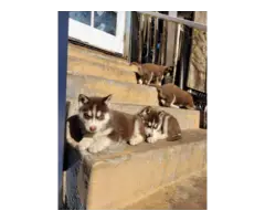 7 Husky Malamute puppies for adoption - 3