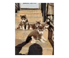 7 Husky Malamute puppies for adoption - 5