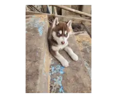 7 Husky Malamute puppies for adoption - 6