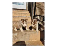 7 Husky Malamute puppies for adoption - 7