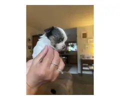 Tiny Shorkie Puppies