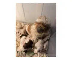 Tiny Shorkie Puppies