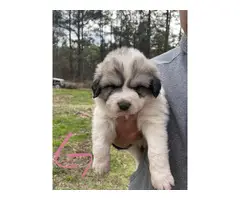 Purebred Great Pyrenees puppies - 2