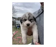 Purebred Great Pyrenees puppies - 3