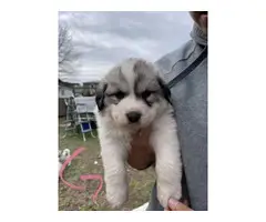 Purebred Great Pyrenees puppies - 4