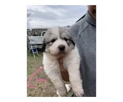 Purebred Great Pyrenees puppies - 5