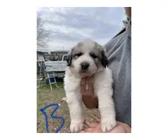 Purebred Great Pyrenees puppies - 6