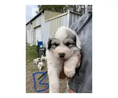 Purebred Great Pyrenees puppies - 7