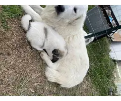 Purebred Great Pyrenees puppies - 10