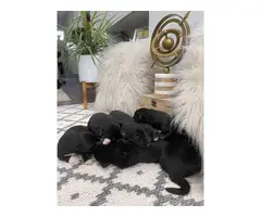 Gerberian Shepsky puppies - 2