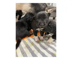 Gerberian Shepsky puppies - 7