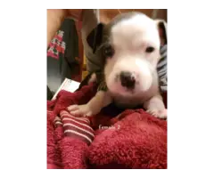 American Staffordshire Terrier puppies - 2