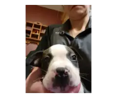 American Staffordshire Terrier puppies - 4