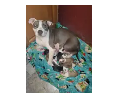 American Staffordshire Terrier puppies - 9