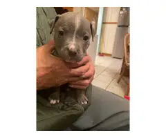 3 Blue nose pit bull puppies looking for their forever home