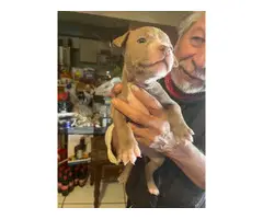 3 Blue nose pit bull puppies looking for their forever home - 2