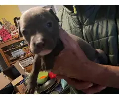 3 Blue nose pit bull puppies looking for their forever home - 3