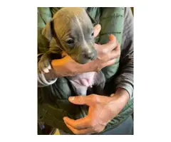 3 Blue nose pit bull puppies looking for their forever home - 4