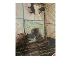 3 Blue nose pit bull puppies looking for their forever home - 5