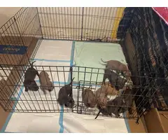 3 Blue nose pit bull puppies looking for their forever home - 6