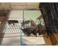 3 Blue nose pit bull puppies looking for their forever home - 7