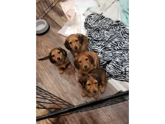 4 beautiful Dorkie puppies available - 8/10