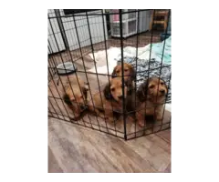 4 beautiful Dorkie puppies available - 9