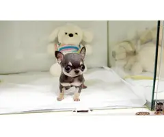 2 Chihuahua puppies for sale - 1