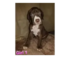 Great Dane puppies looking for forever homes - 3
