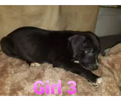 Great Dane puppies looking for forever homes - 4
