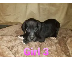 Great Dane puppies looking for forever homes - 5