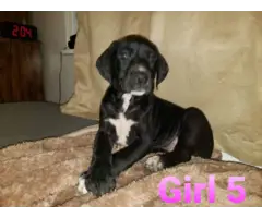 Great Dane puppies looking for forever homes - 7