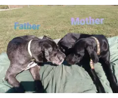 Great Dane puppies looking for forever homes - 8
