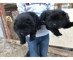 3 Chow Chow puppies left
