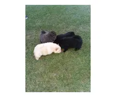 3 Chow Chow puppies left - 2